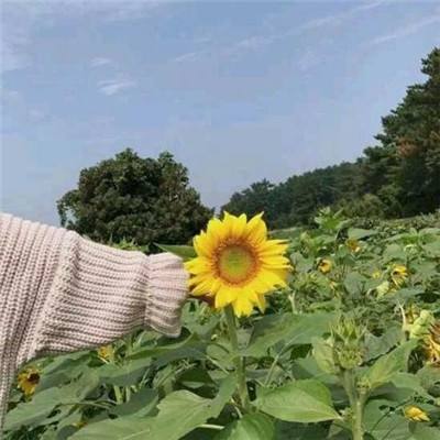 弹弹战记波波弹手游